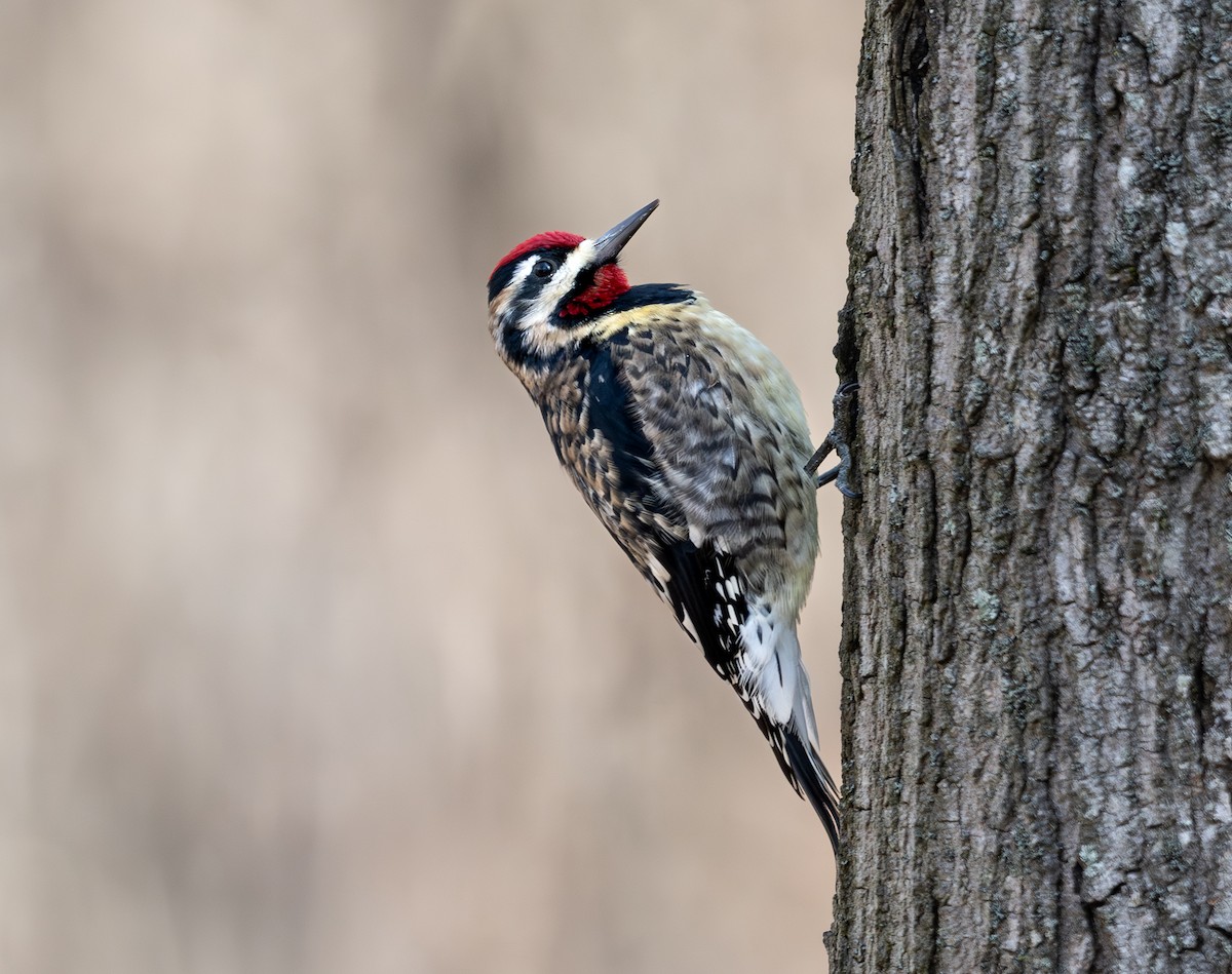 Pic maculé - ML646537012