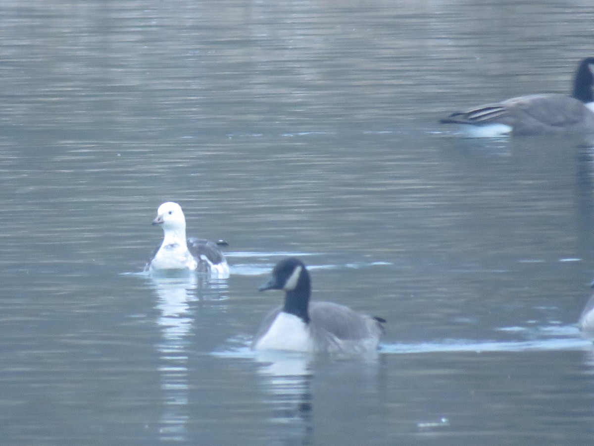 Ross's x Cackling Goose (hybrid) - ML646537013