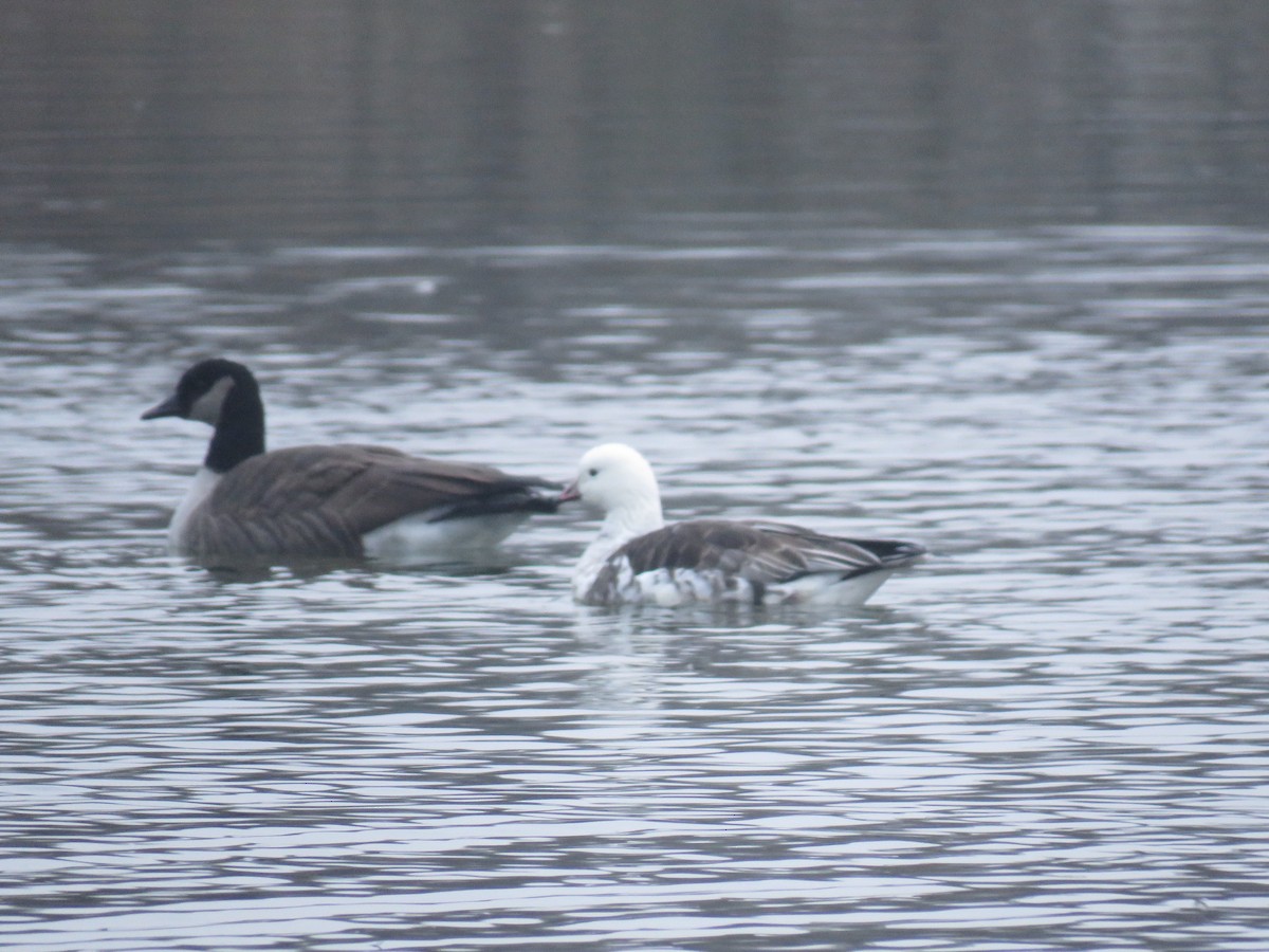 Ross's x Cackling Goose (hybrid) - ML646537014