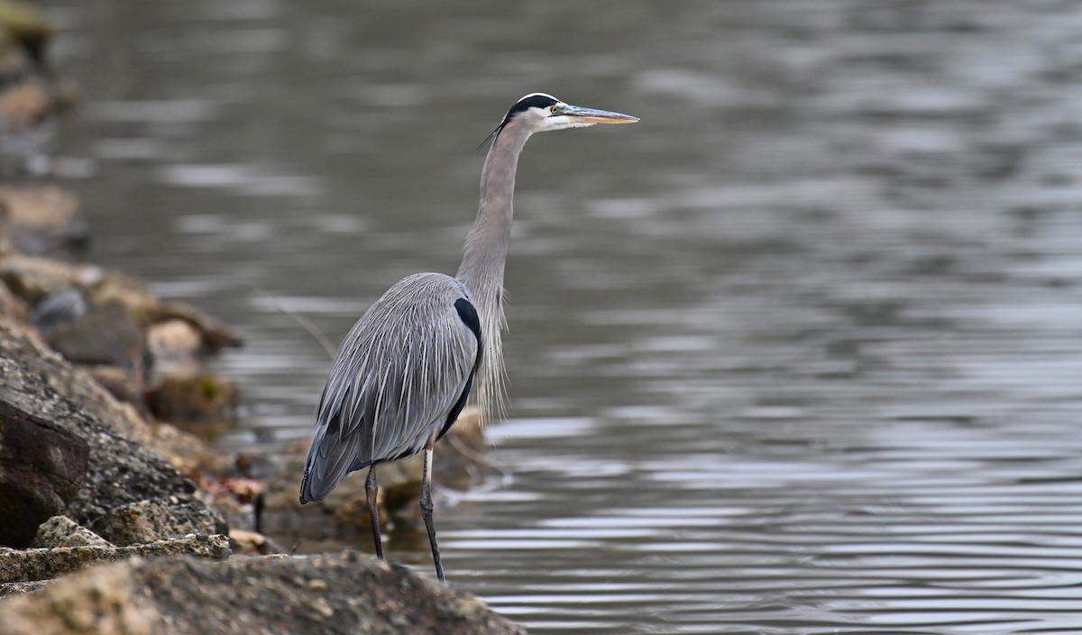 Great Blue Heron (Great Blue) - ML646537016