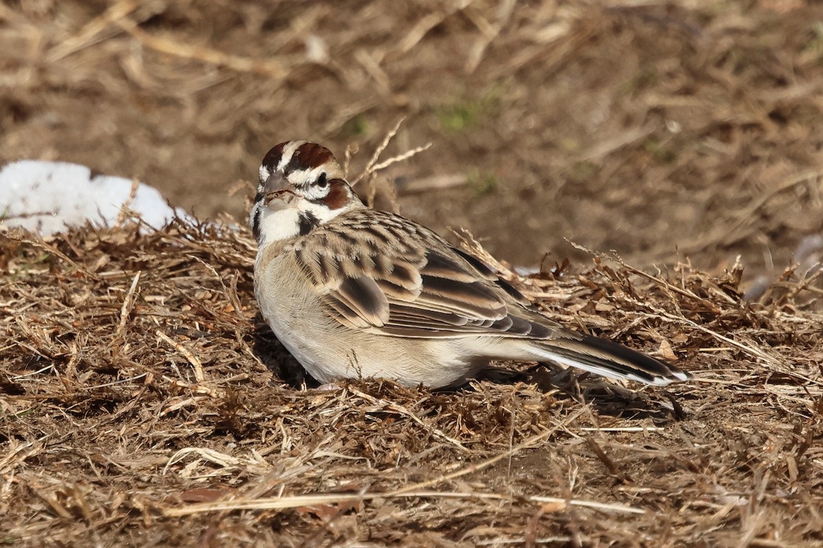 lerkespurv - ML646537017