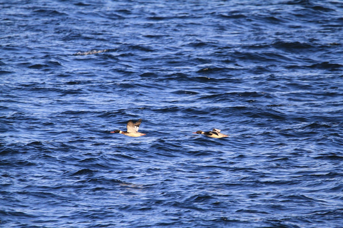 Red-breasted Merganser - ML646537019