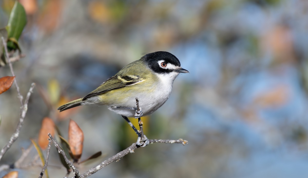 Vireo Cabecinegro - ML646537022