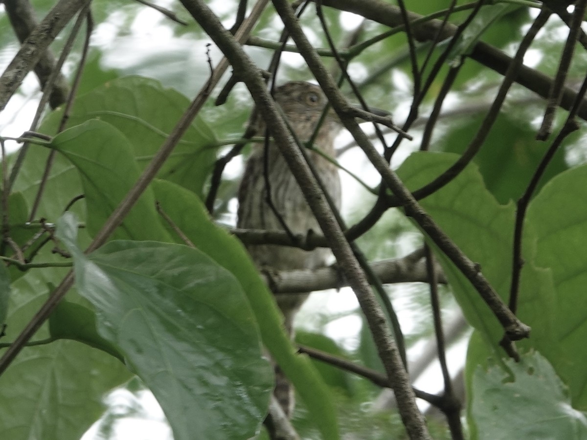 Лінивка-смугохвіст білогорла - ML646537024