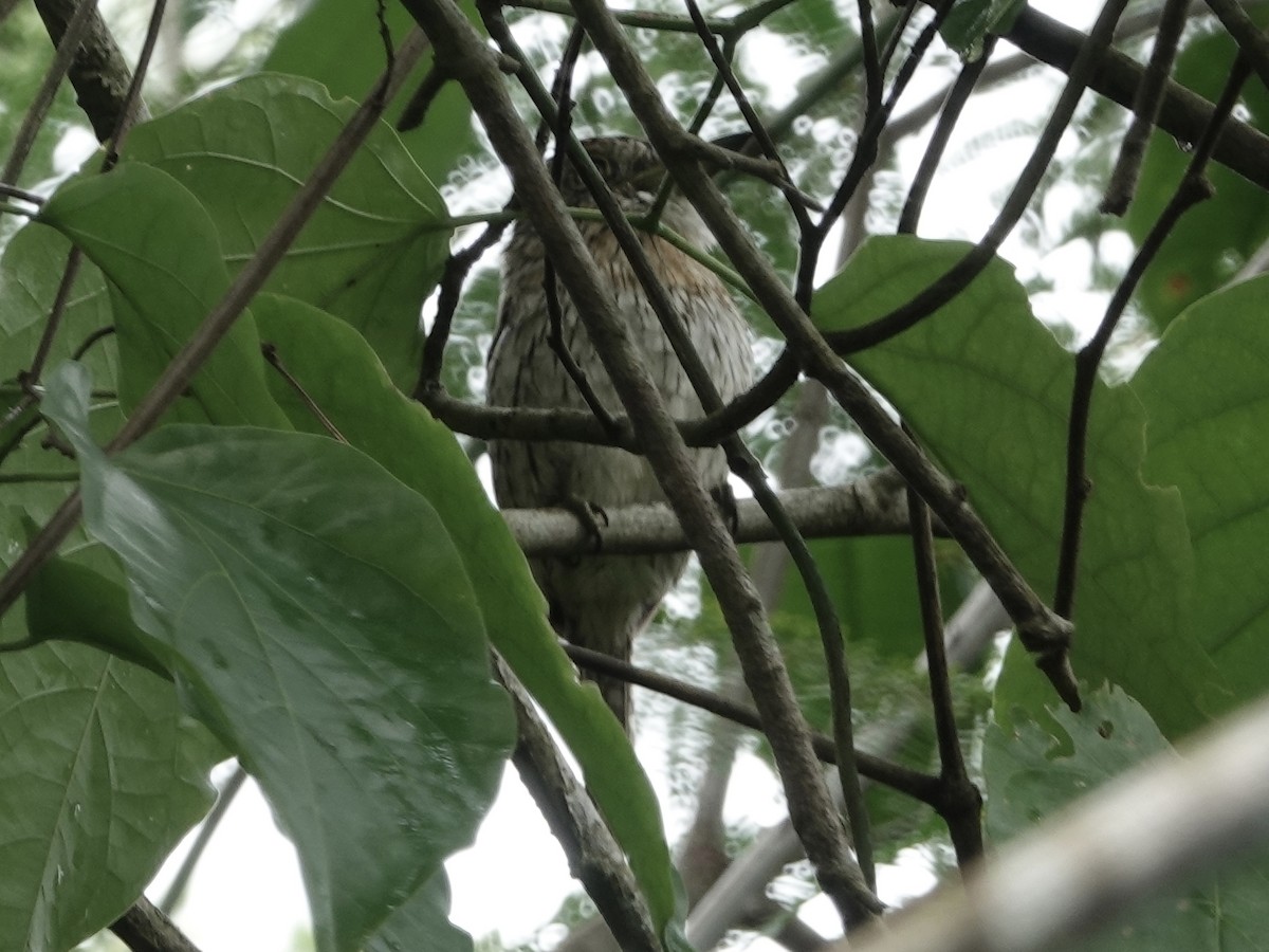 Лінивка-смугохвіст білогорла - ML646537025