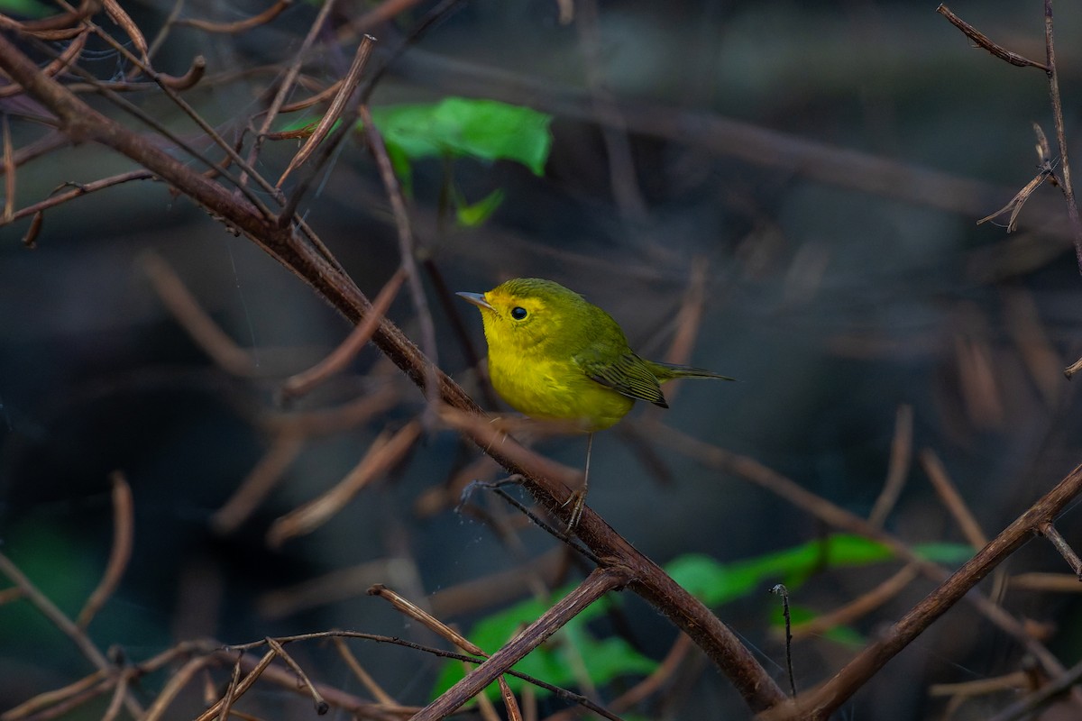 Wilson's Warbler - ML646537026