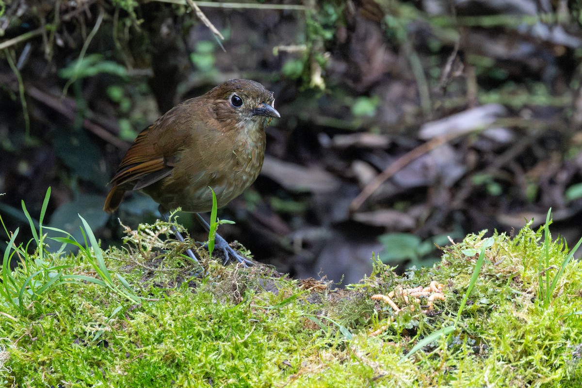 Бурая питтовая муравьеловка - ML646537027