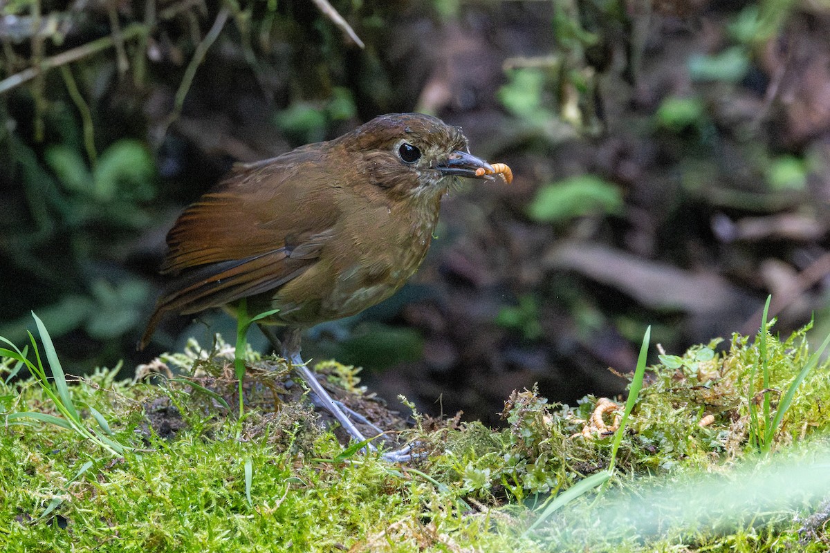 Бурая питтовая муравьеловка - ML646537028