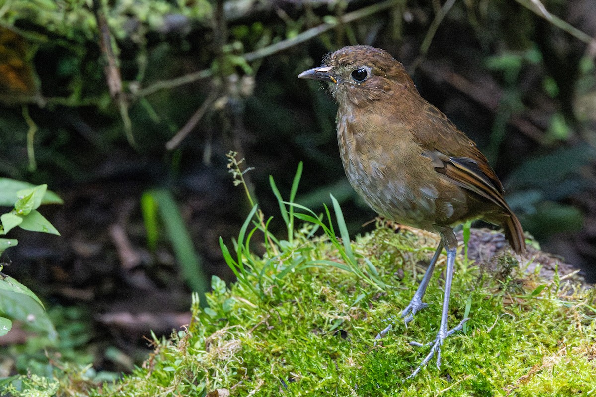 Бурая питтовая муравьеловка - ML646537029