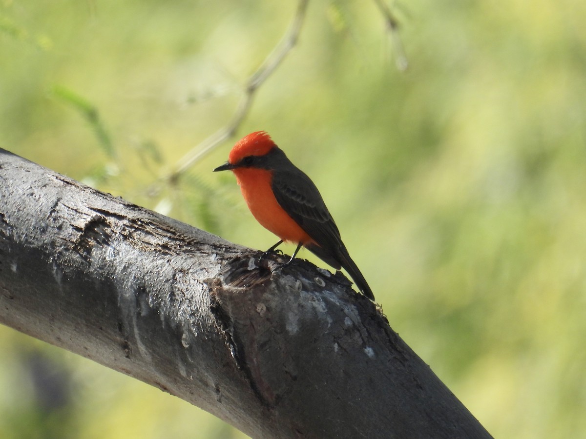 Vermilion Flycatcher - ML646537030