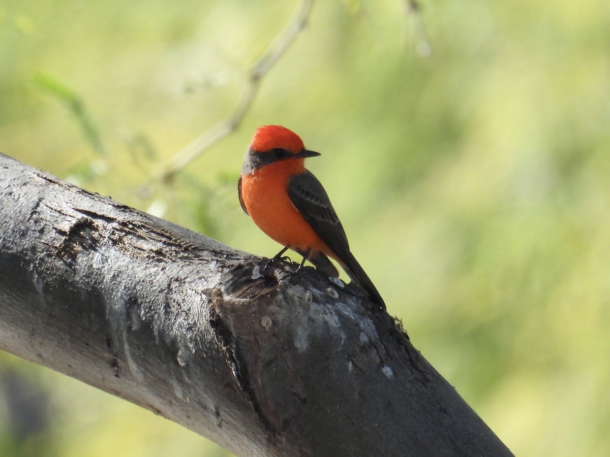 Vermilion Flycatcher - ML646537031