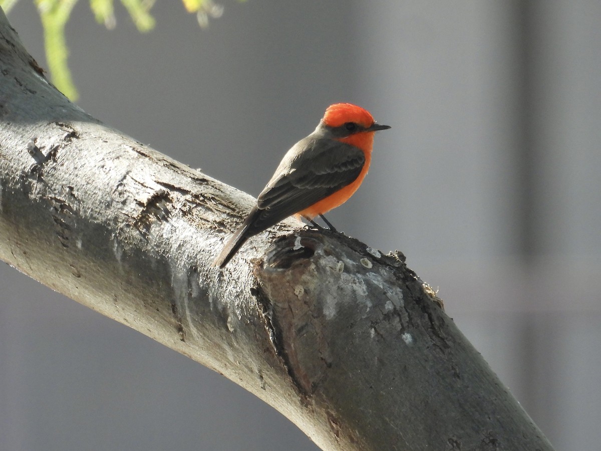 Vermilion Flycatcher - ML646537032