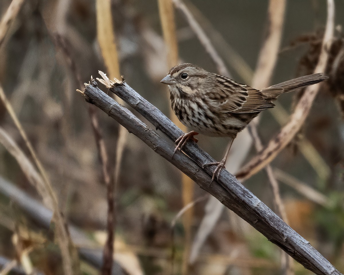 Song Sparrow - ML646537033