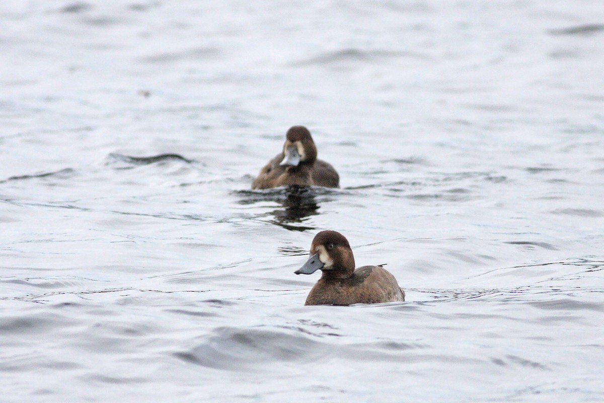 斑背潛鴨 - ML646537034