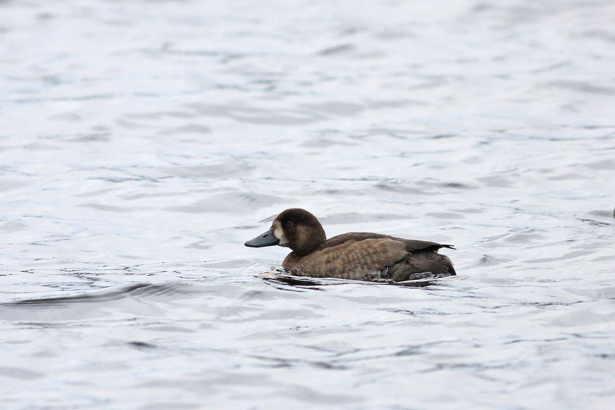 斑背潛鴨 - ML646537035