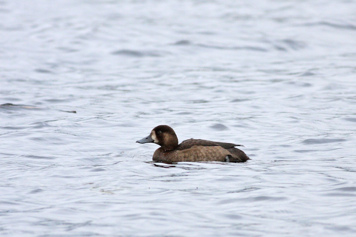 斑背潛鴨 - ML646537036