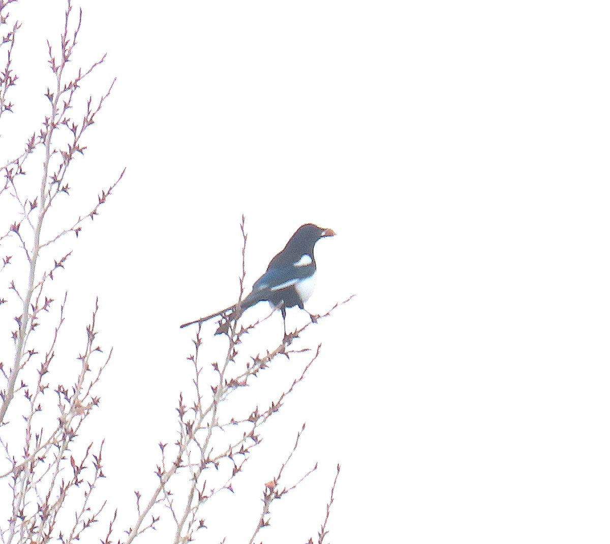 Urraca de Hudson - ML646537037