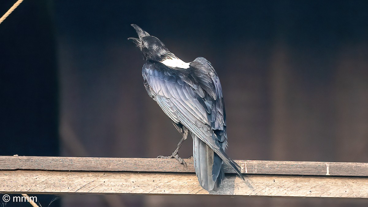 Pied Crow - ML646537038