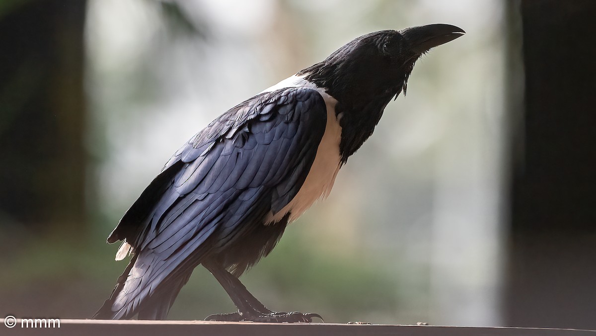 Pied Crow - ML646537039