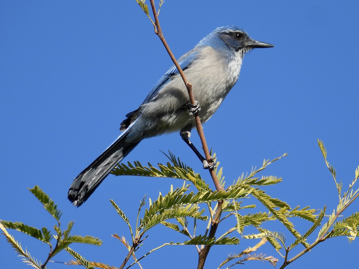 Woodhouse's Scrub-Jay - ML646537040