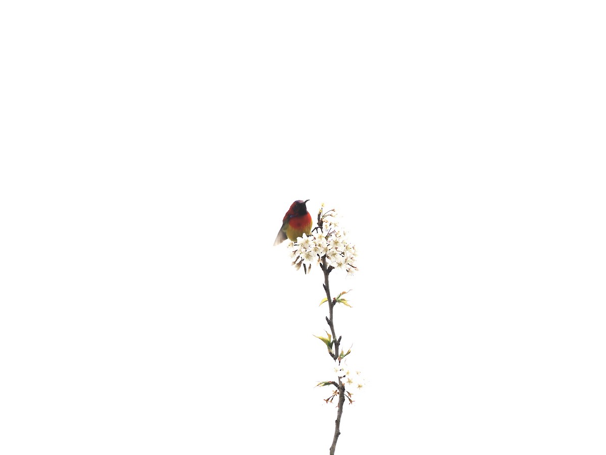 Mrs. Gould's Sunbird - ML646537043