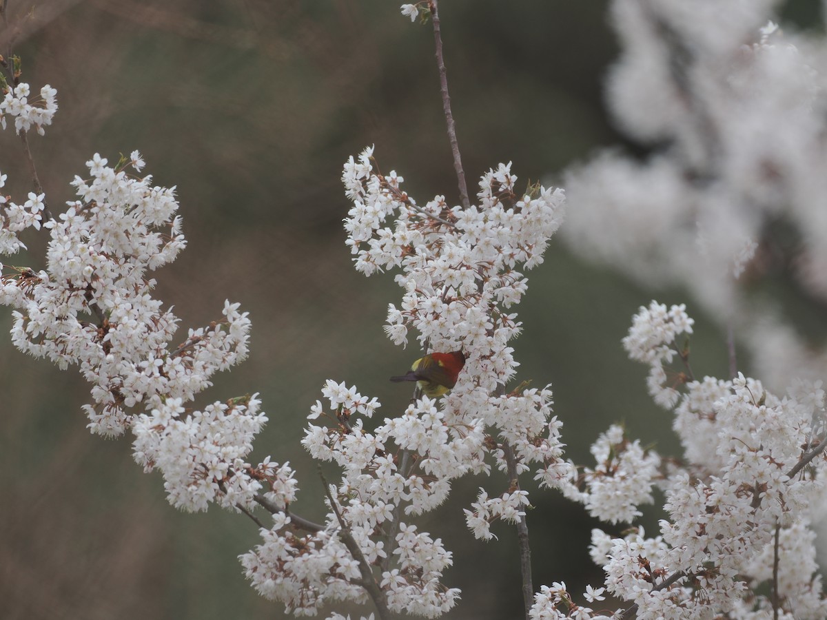 Mrs. Gould's Sunbird - ML646537044
