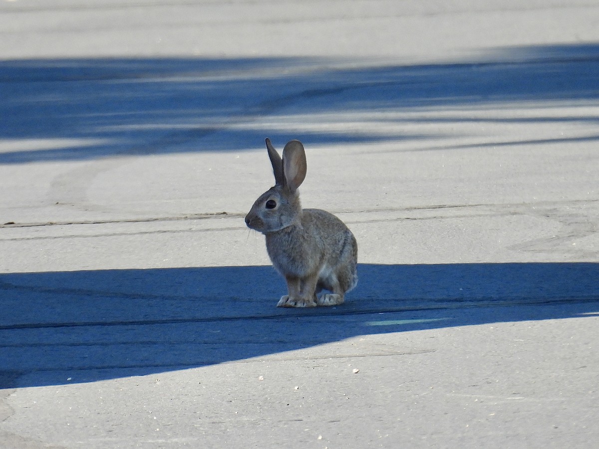 Silvilago del deserto - ML646537045