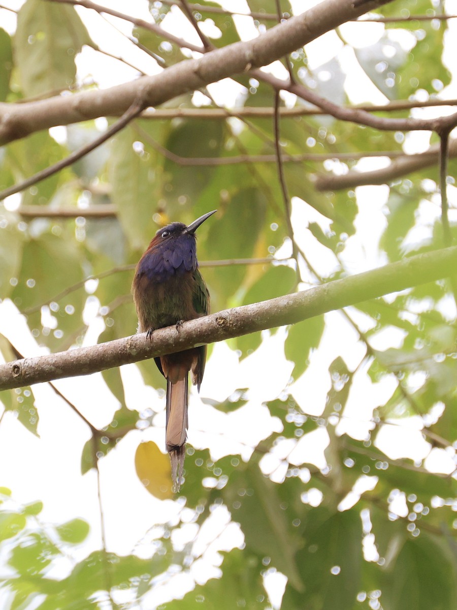 Celebesspint - ML646537046