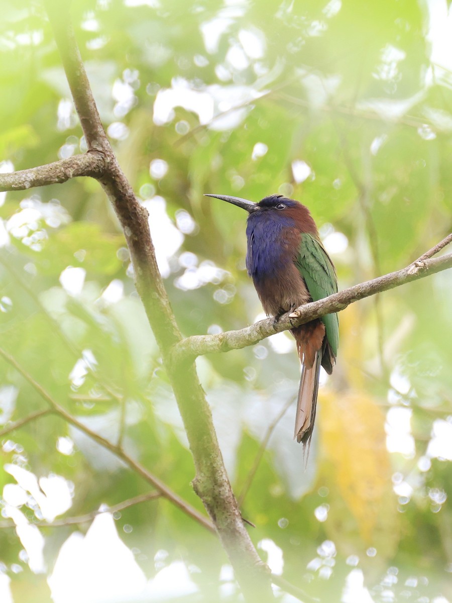 Celebesspint - ML646537047