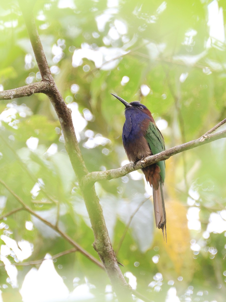 Celebesspint - ML646537048