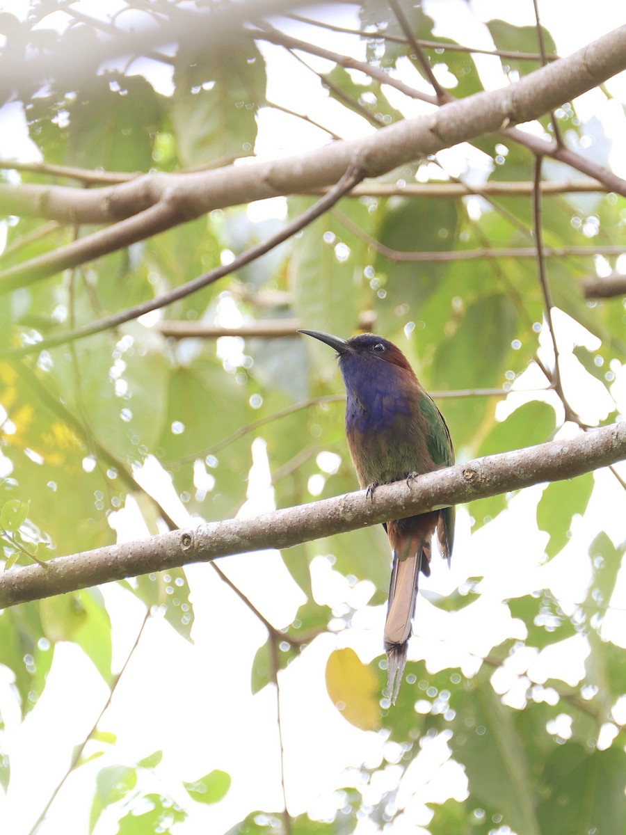 Celebesspint - ML646537049