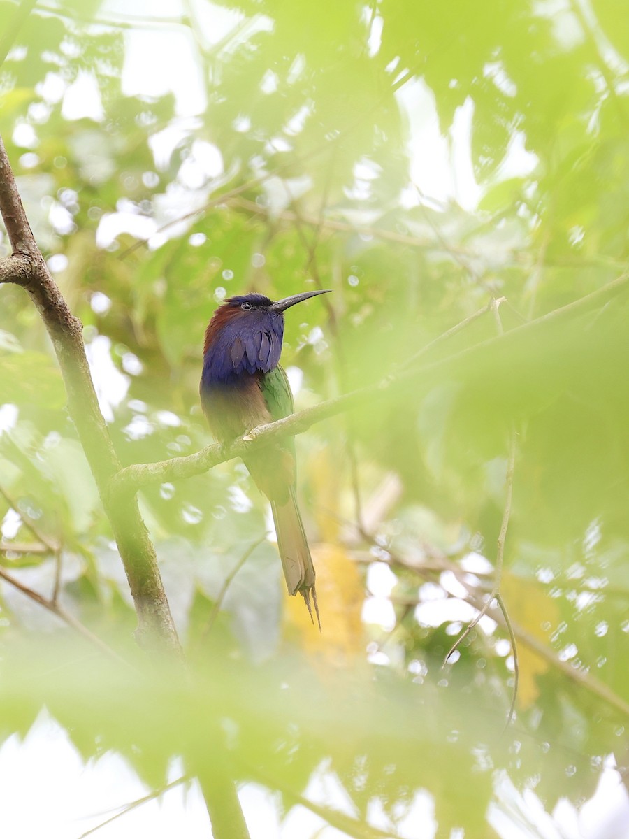 Celebesspint - ML646537050