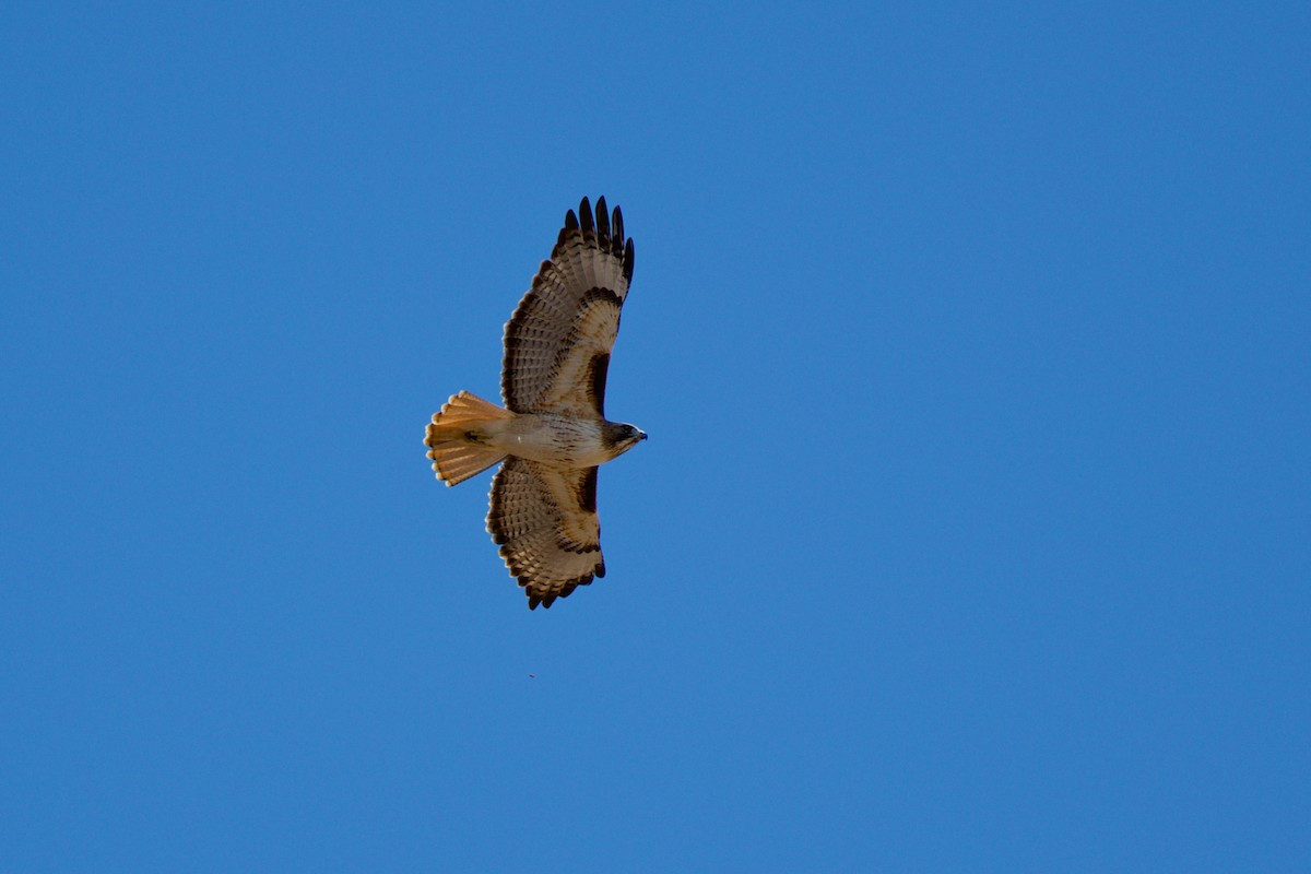 Red-tailed Hawk - ML646537051