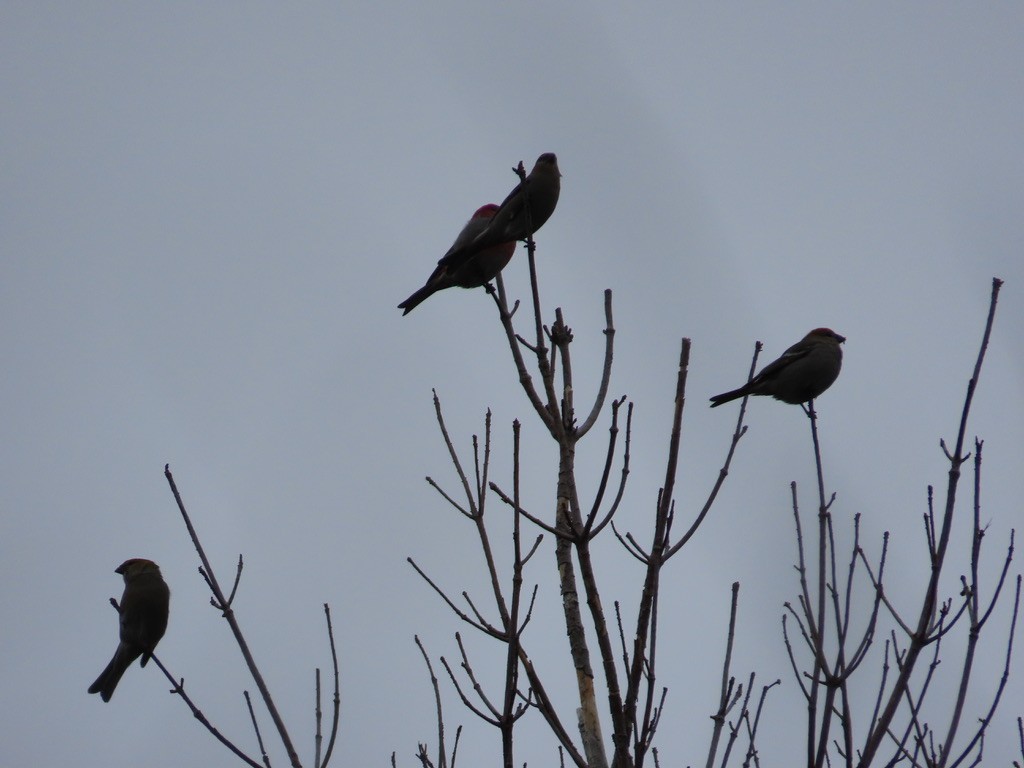 Pinu-gailupa - ML646537052