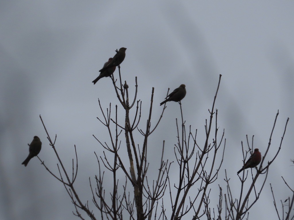 Pinu-gailupa - ML646537053