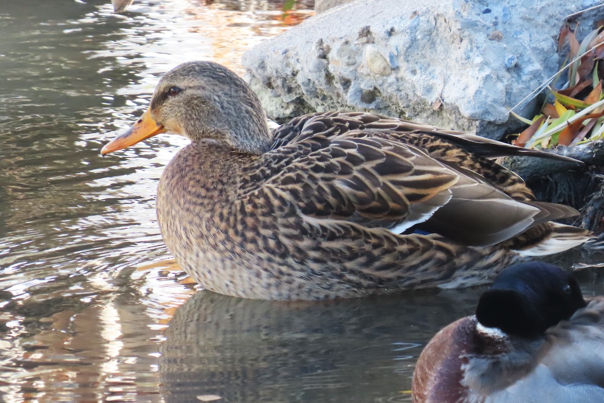 stokkand - ML646537054