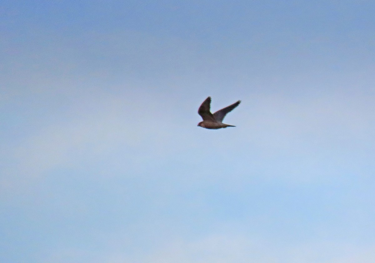 Faucon pèlerin - ML646537057