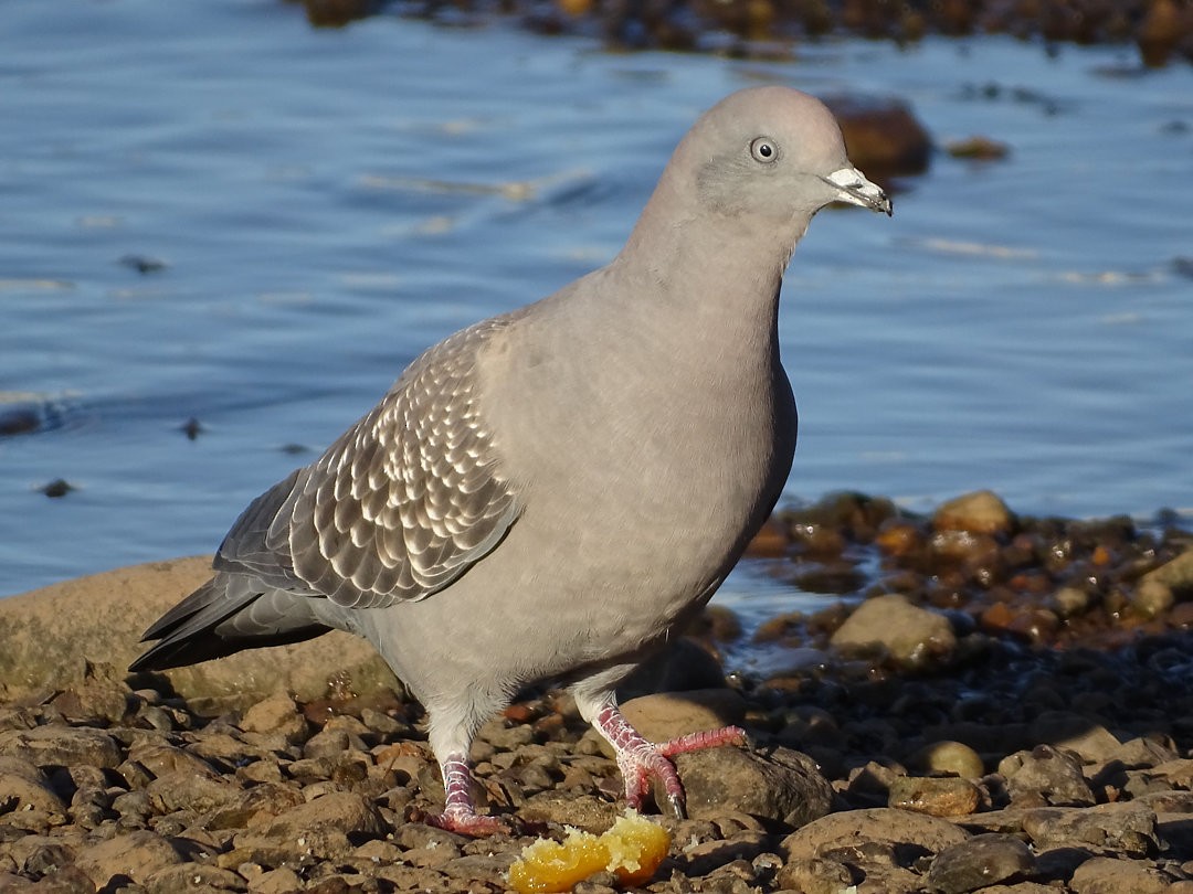 Spot-winged Pigeon - ML646537058