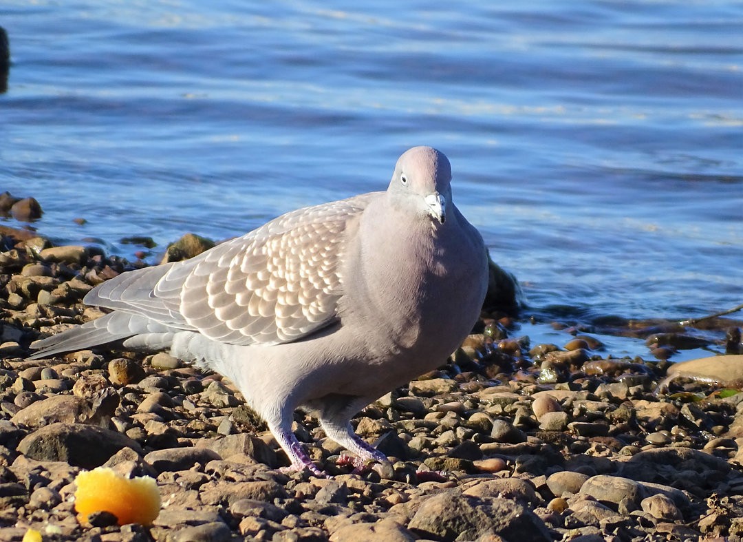 Spot-winged Pigeon - ML646537059