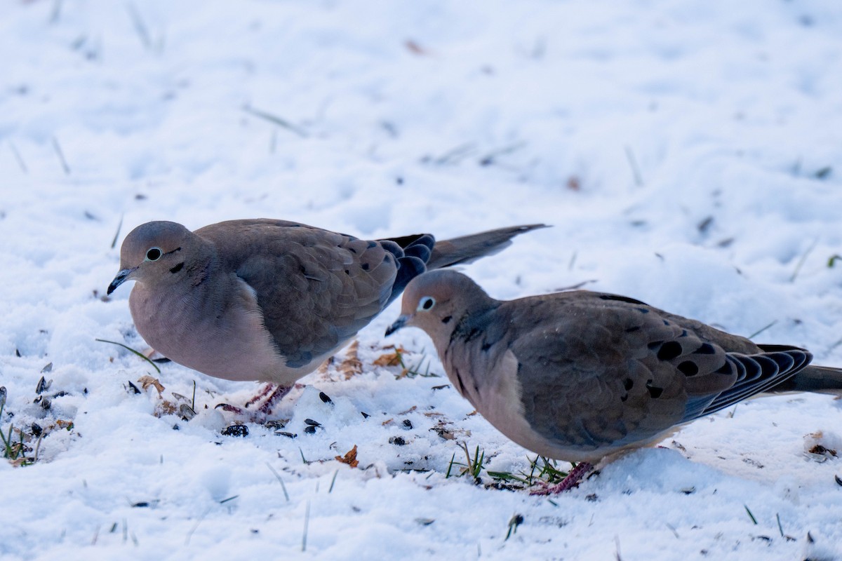Mourning Dove - ML646537060
