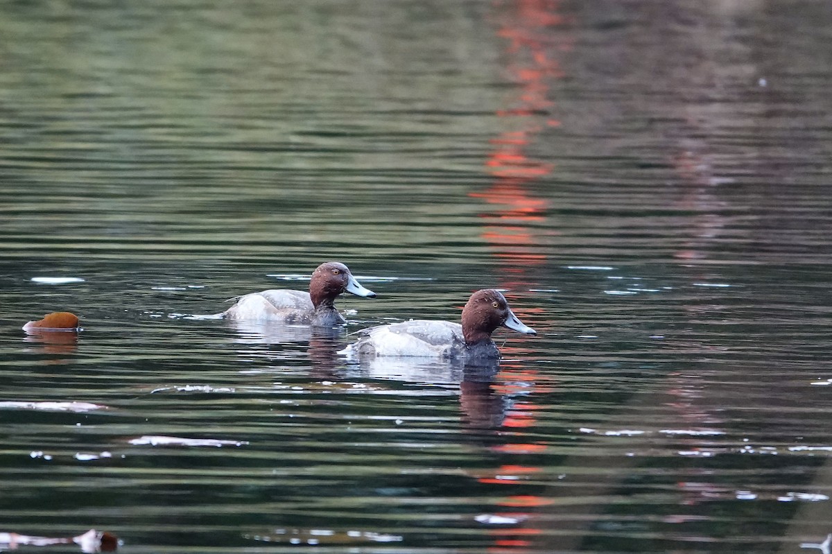 Redhead - ML646537061
