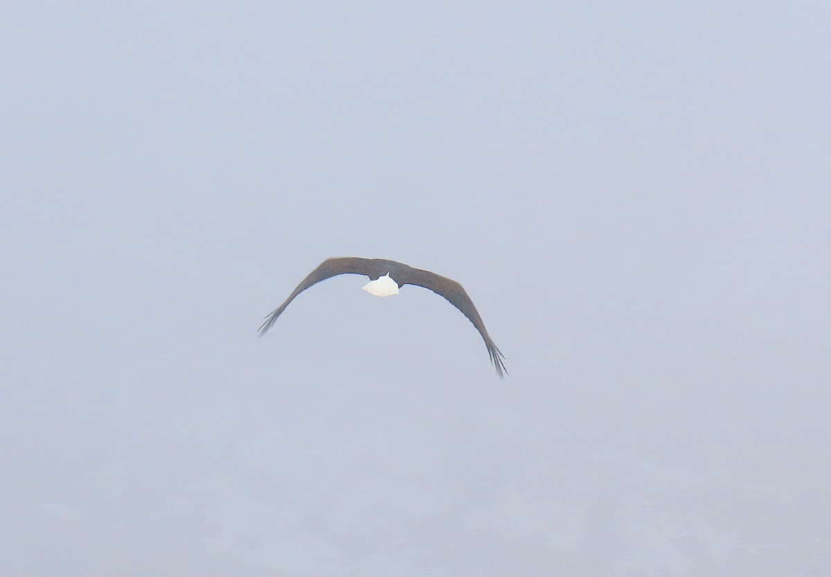 Pigargo Americano - ML646537064