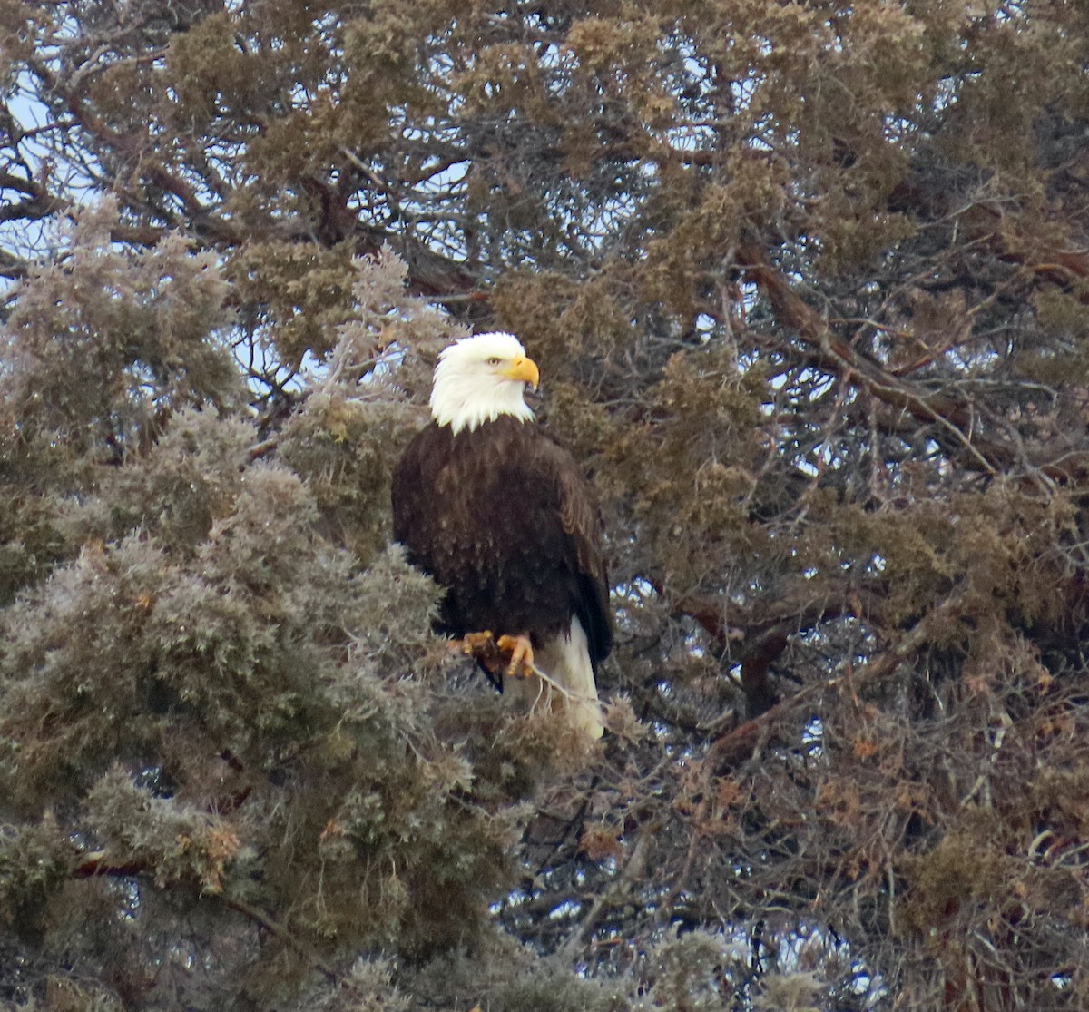 Pigargo Americano - ML646537065