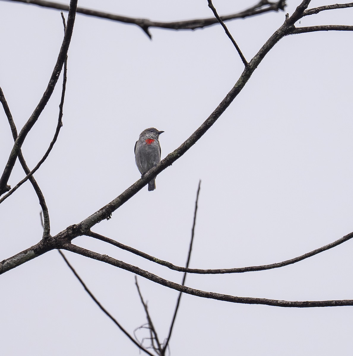 Kül Rengi Öksekuşu - ML646537066