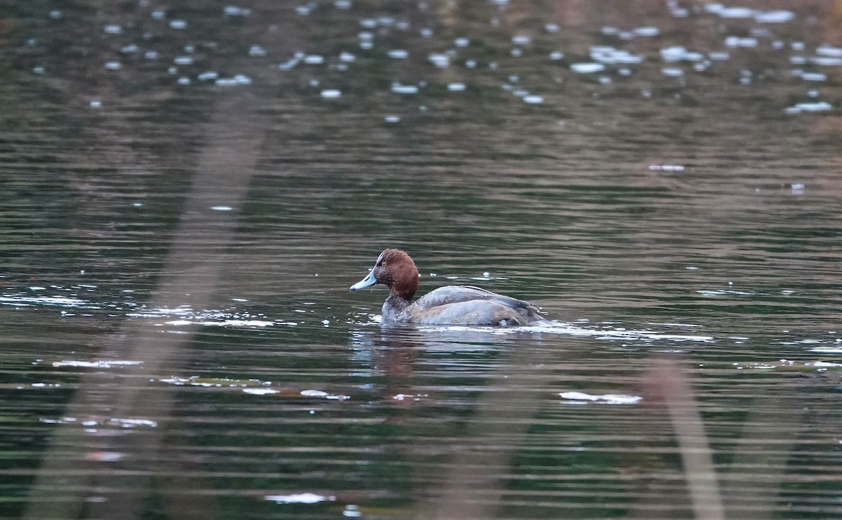 Redhead - ML646537071