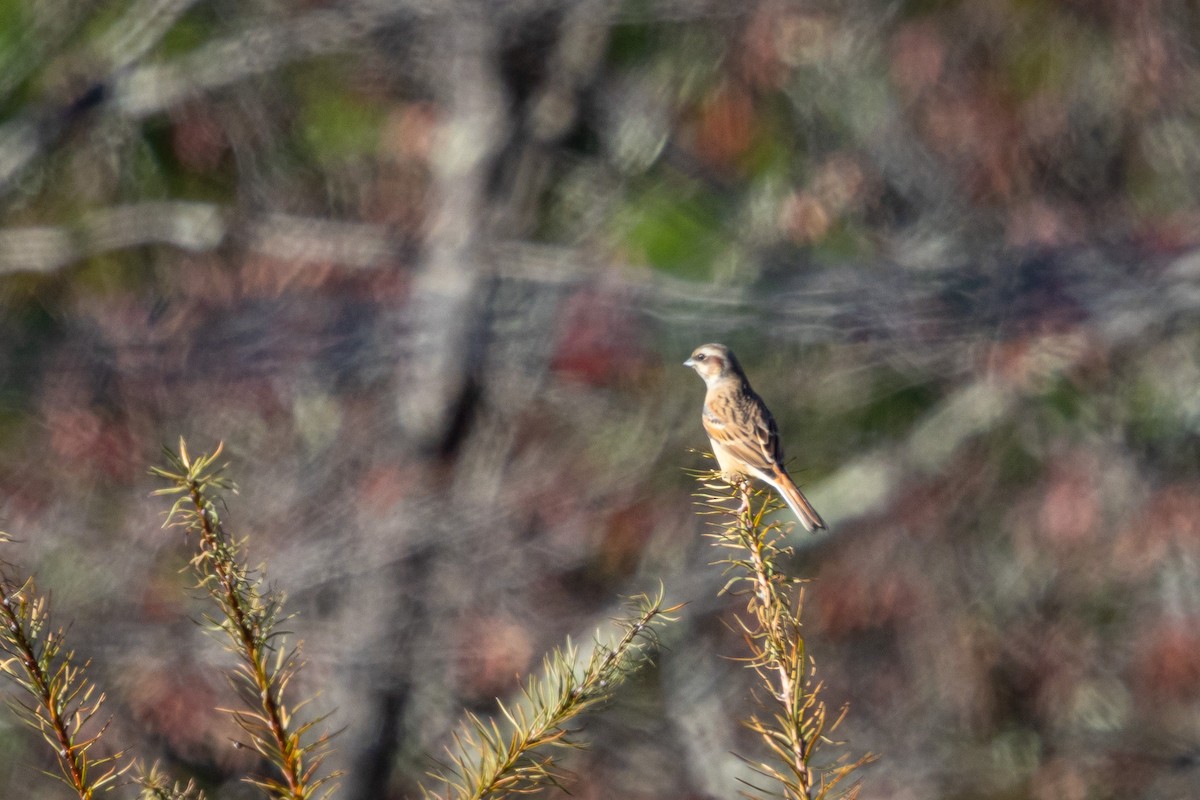 Вівсянка чорновуса - ML646537072