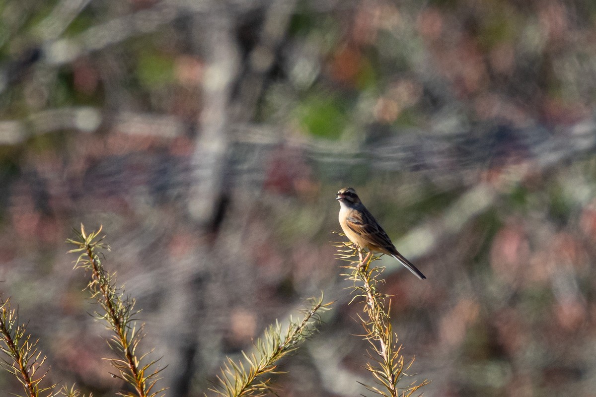 Вівсянка чорновуса - ML646537073