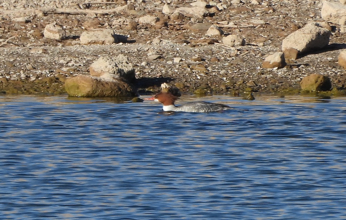 Serreta Grande - ML646537075