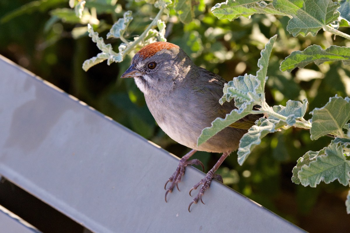 Green-tailed Towhee - ML646537077