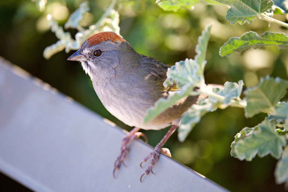 Green-tailed Towhee - ML646537078